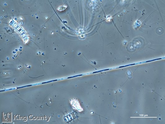 Photo of Pseudo-nitzschia spp. (large-celled)